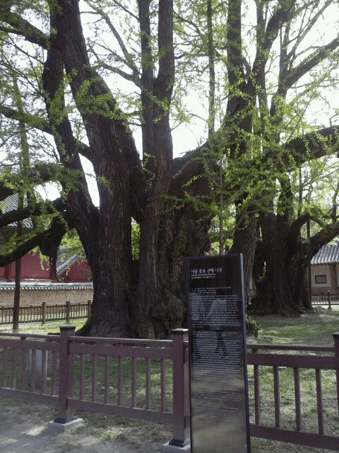 Одно из самых старых деревьев Гингко в Корее (растет в университете Сонгюнгван)