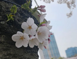 Почему путешествовать в Корею лучше весной